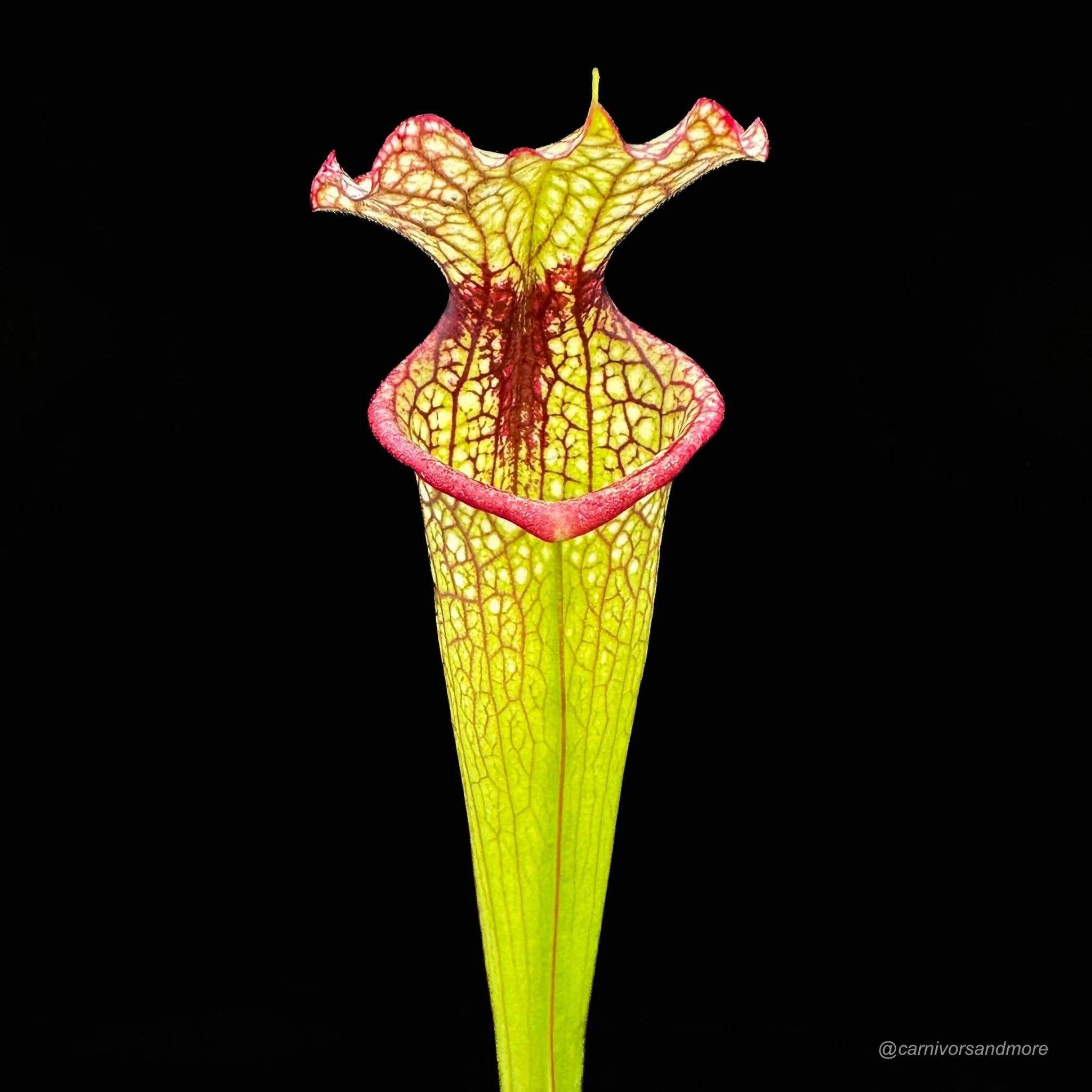 Sarracenia x moorei „Leah Wilkerson“, adult plants 大森食虫植物農園