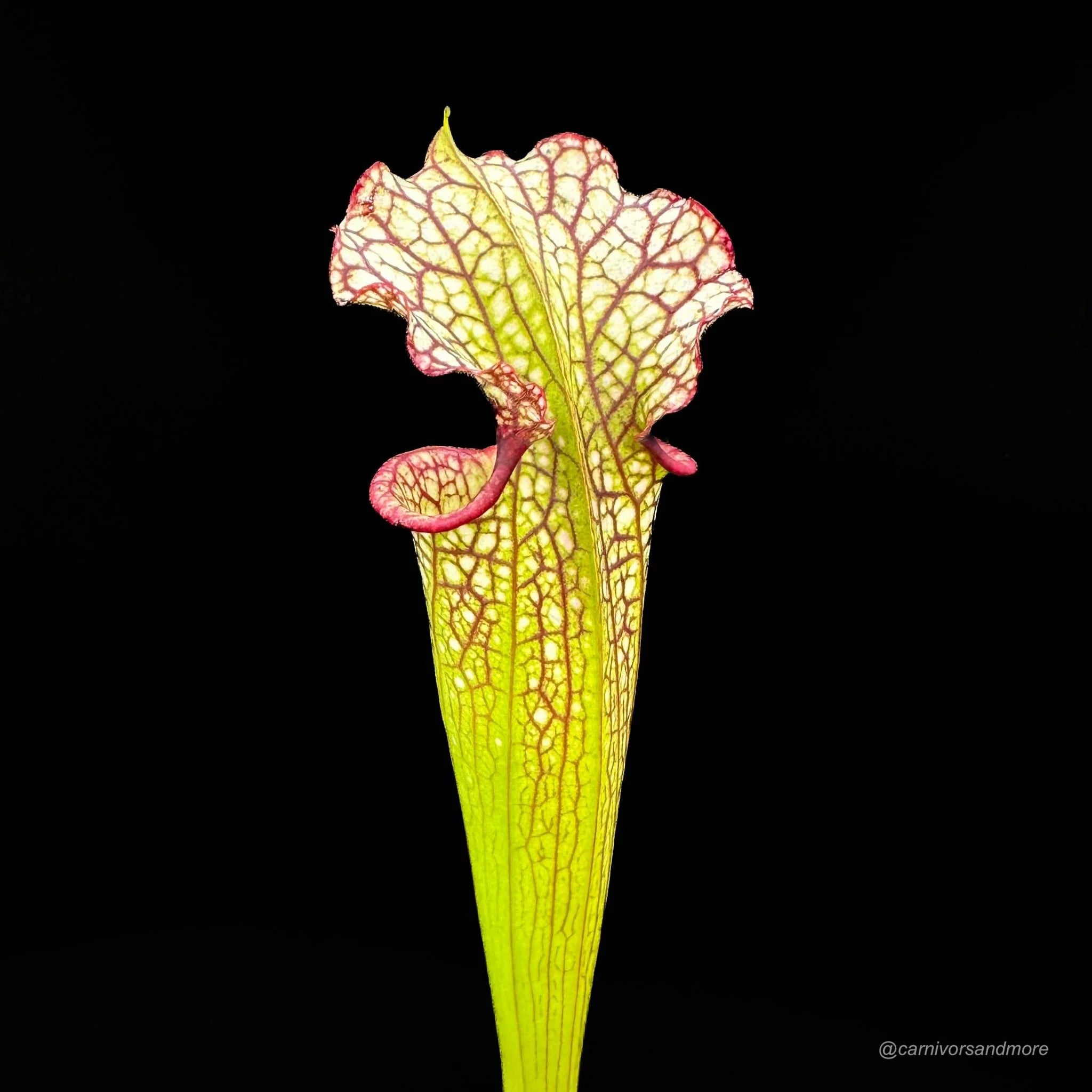 Sarracenia x moorei „Leah Wilkerson“, adult plants 大森食虫植物農園