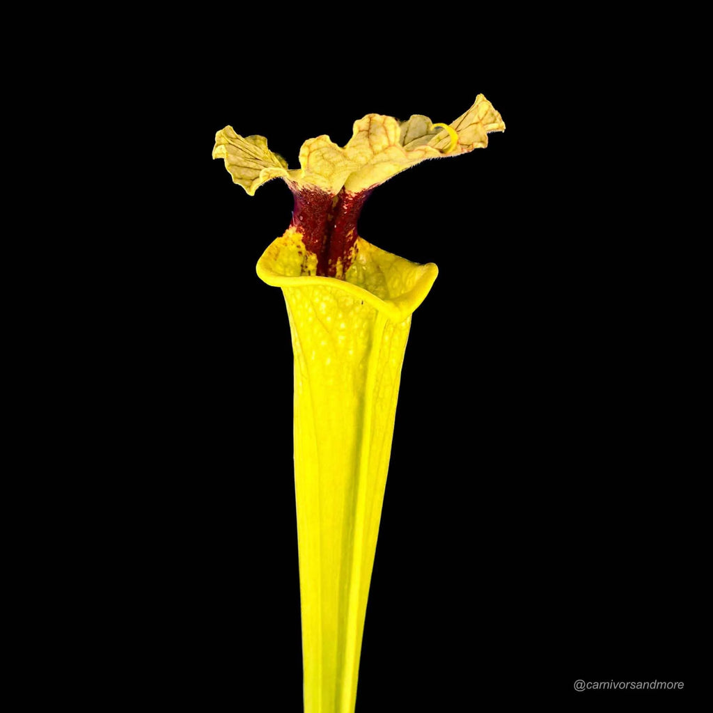Sarracenia x moorei „Leiden“, Clone 1, 40 cm + 大森食虫植物農園