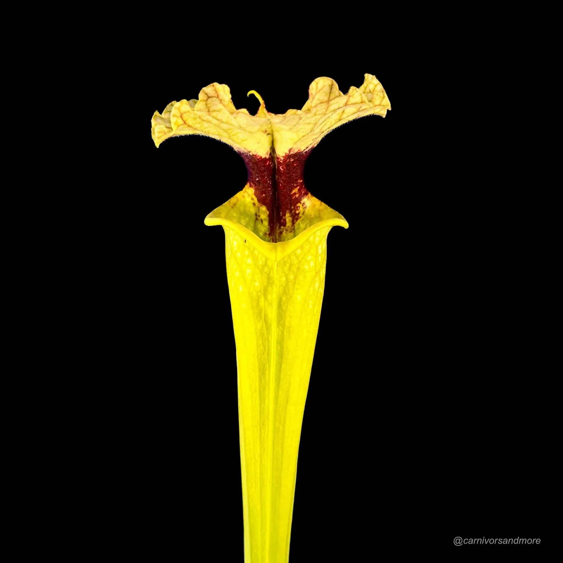Sarracenia x moorei „Leiden“, Clone 1, 40 cm + 大森食虫植物農園