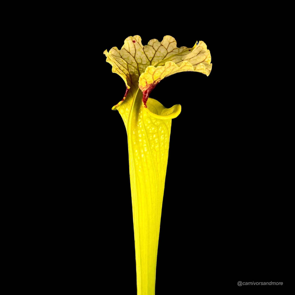 Sarracenia x moorei „Leiden“, Clone 1, 40 cm + 大森食虫植物農園