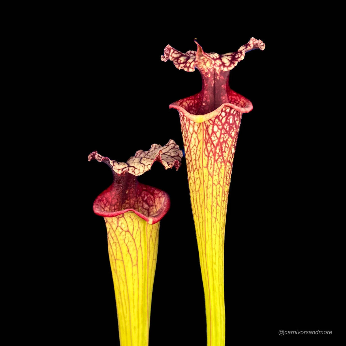 Sarracenia x moorei “Timothy King“ 大森食虫植物農園
