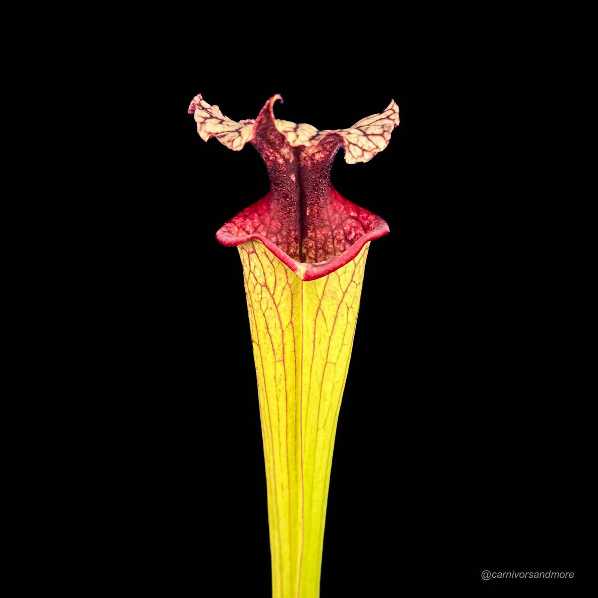 Sarracenia x moorei “Timothy King“ 大森食虫植物農園