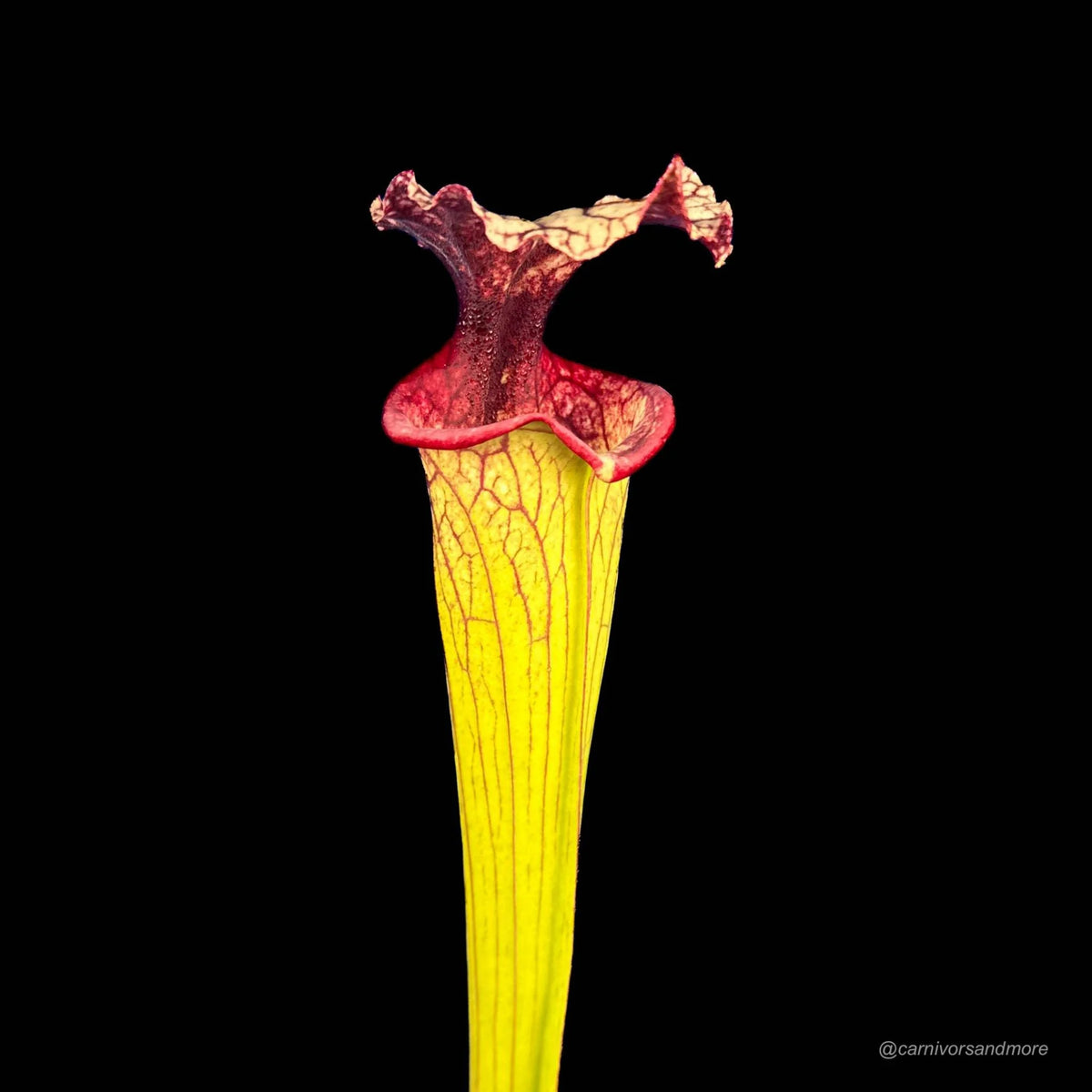Sarracenia x moorei “Timothy King“ 大森食虫植物農園