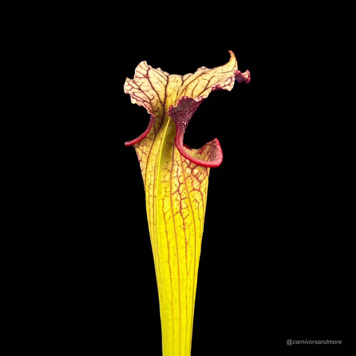 Sarracenia x moorei “Timothy King“ 大森食虫植物農園