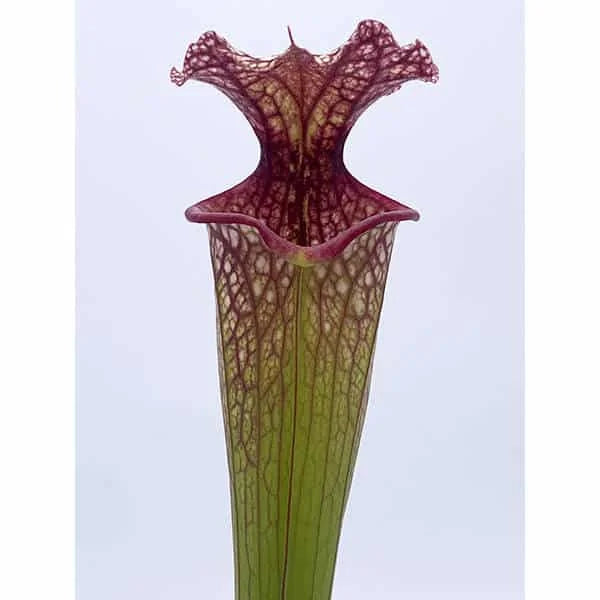 Sarracenia x moorei „Timothy King“ﾠ 大森食虫植物農園