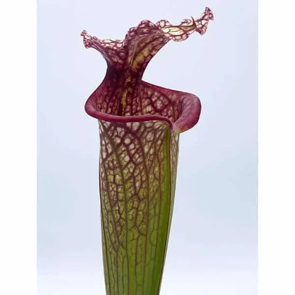 Sarracenia x moorei „Timothy King“ﾠ 大森食虫植物農園