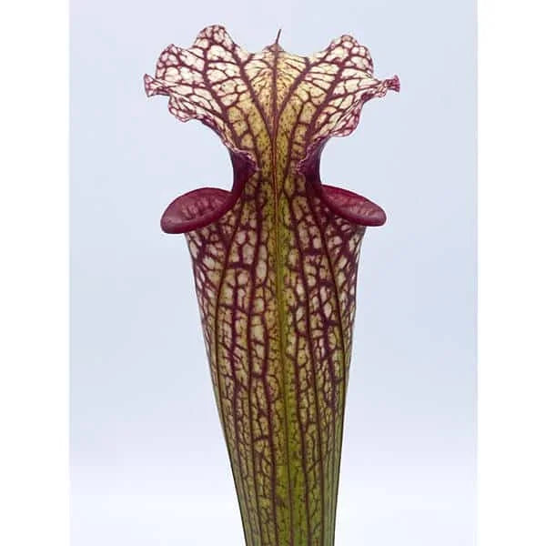 Sarracenia x moorei „Timothy King“ﾠ 大森食虫植物農園