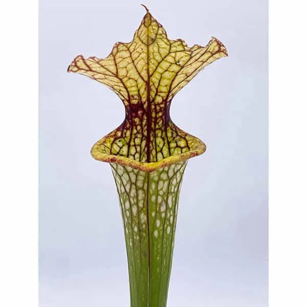 Sarracenia x moorei „White Top“, 30-40 cm 大森食虫植物農園