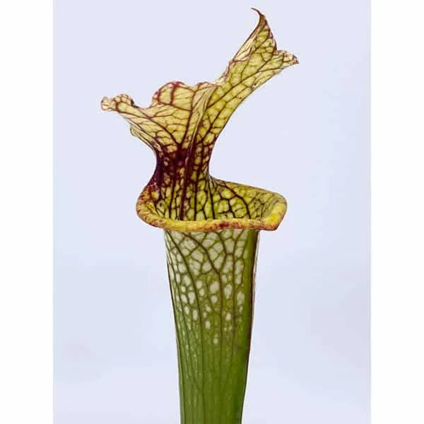 Sarracenia x moorei „White Top“, 30-40 cm 大森食虫植物農園