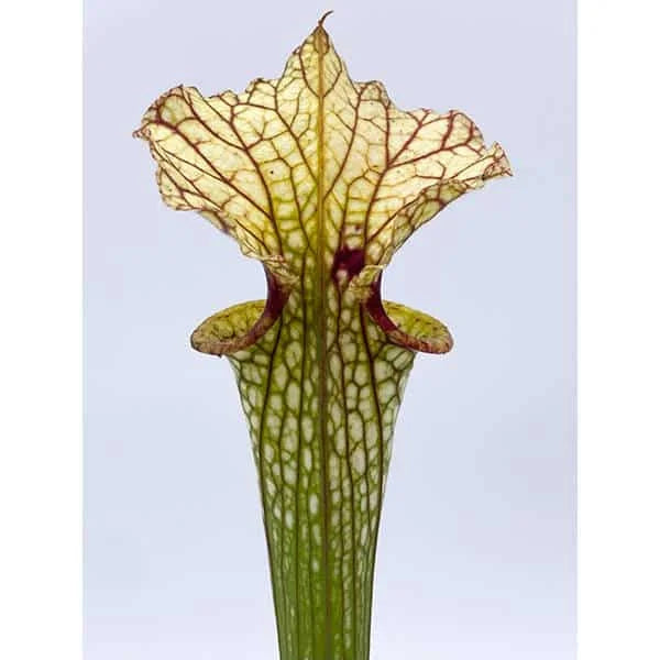 Sarracenia x moorei „White Top“, 30-40 cm 大森食虫植物農園