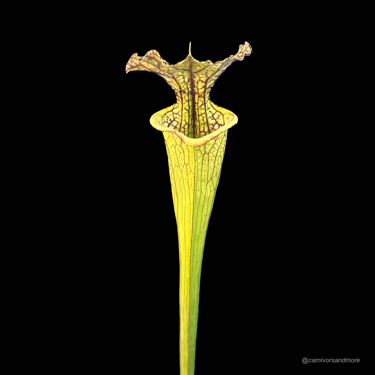 Sarracenia x moorei, ex Marc Verdyk 大森食虫植物農園