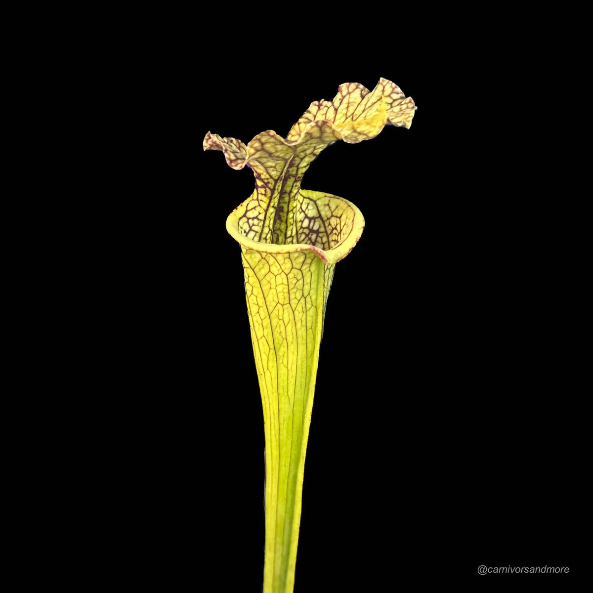 Sarracenia x moorei, ex Marc Verdyk 大森食虫植物農園