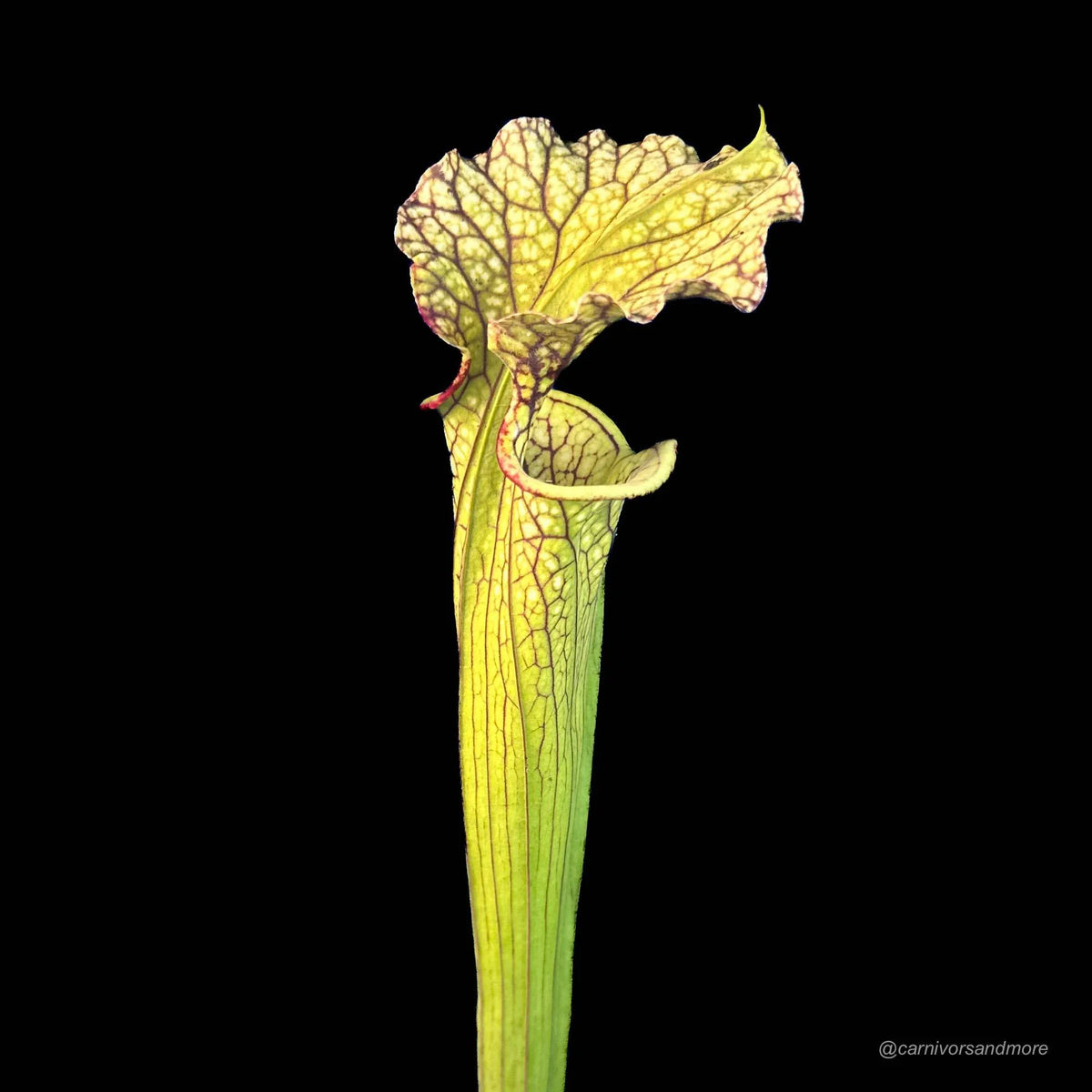 Sarracenia x moorei, ex Marc Verdyk 大森食虫植物農園