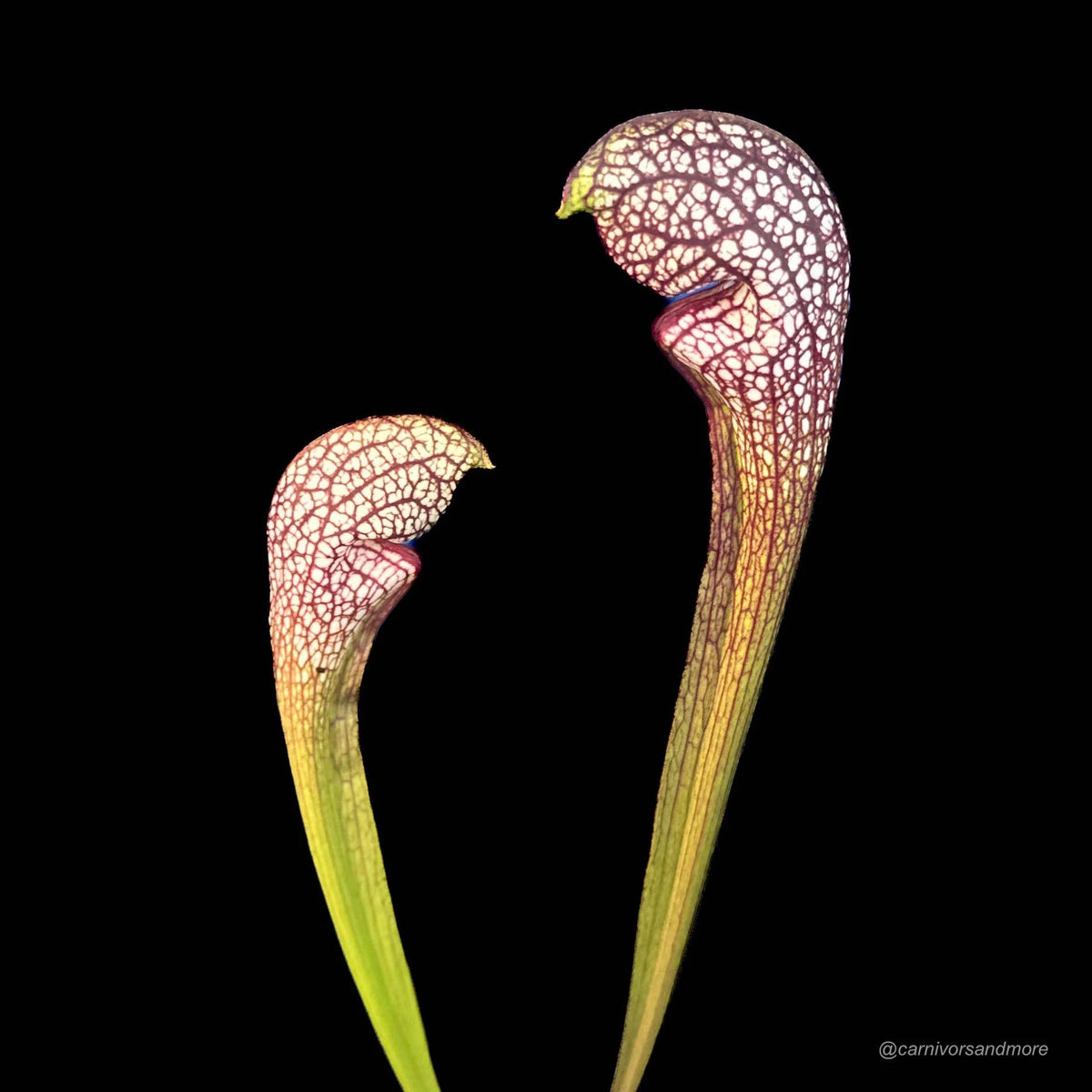 Sarracenia x psittacina x leucophylla “Giant clone“, Citronelle, Alﾠ 大森食虫植物農園