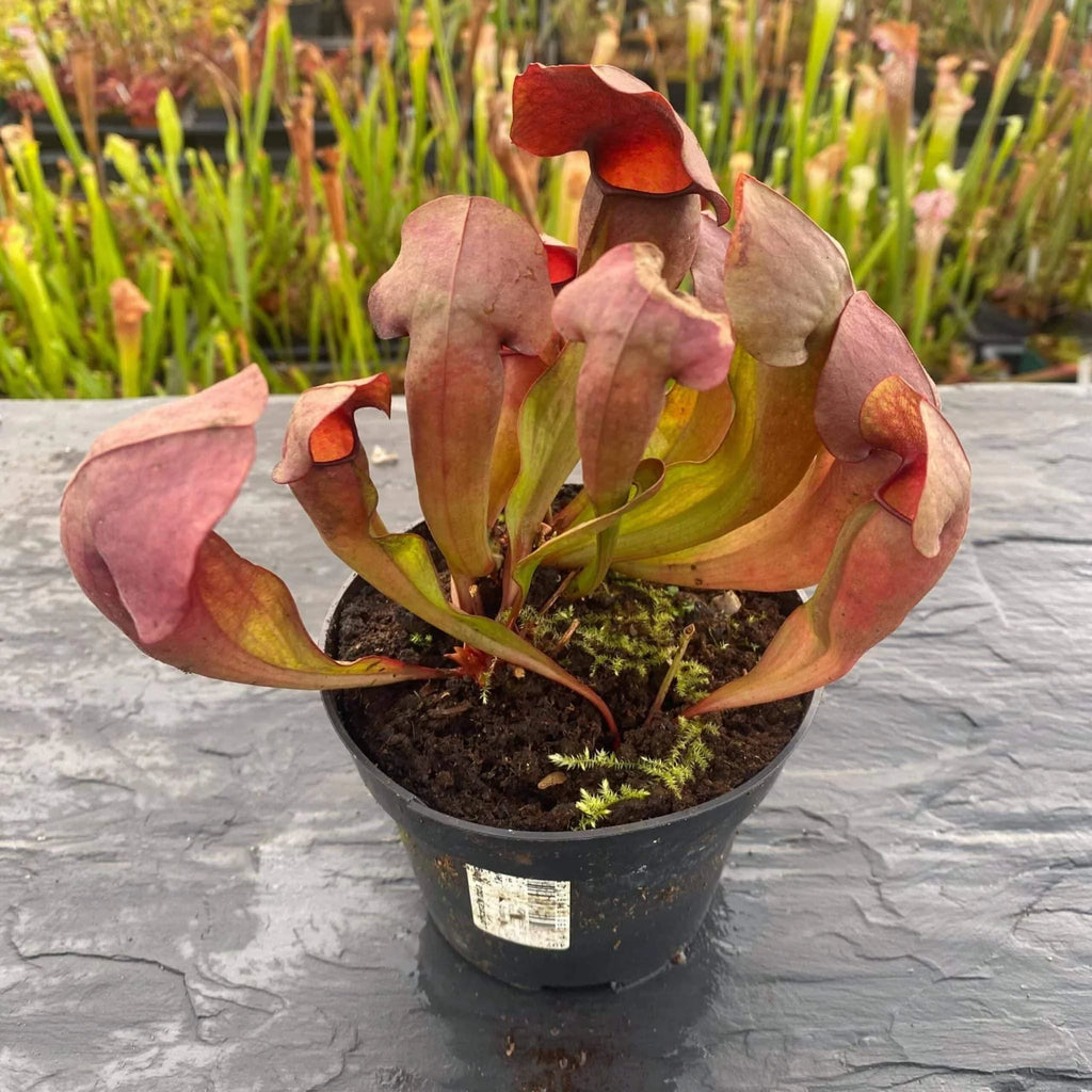 Sarracenia x swaniana Red Plants 大森食虫植物農園