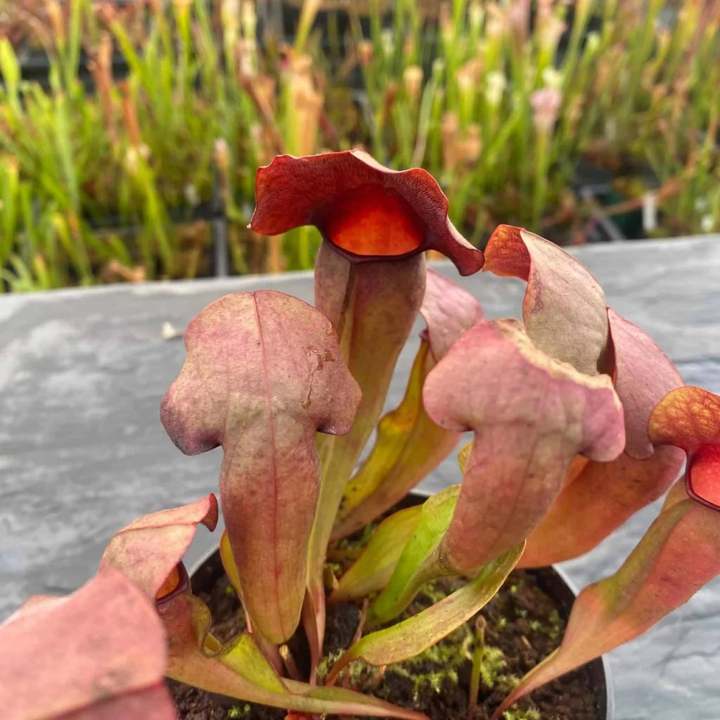 Sarracenia x swaniana Red Plants 大森食虫植物農園