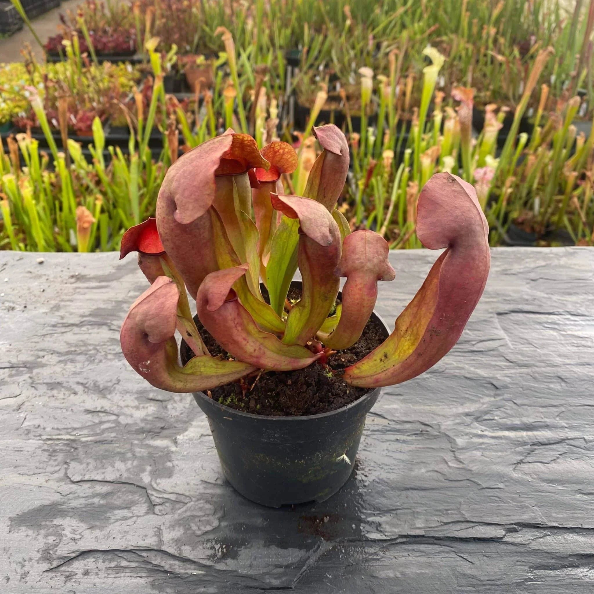 Sarracenia x swaniana Red Plants 大森食虫植物農園