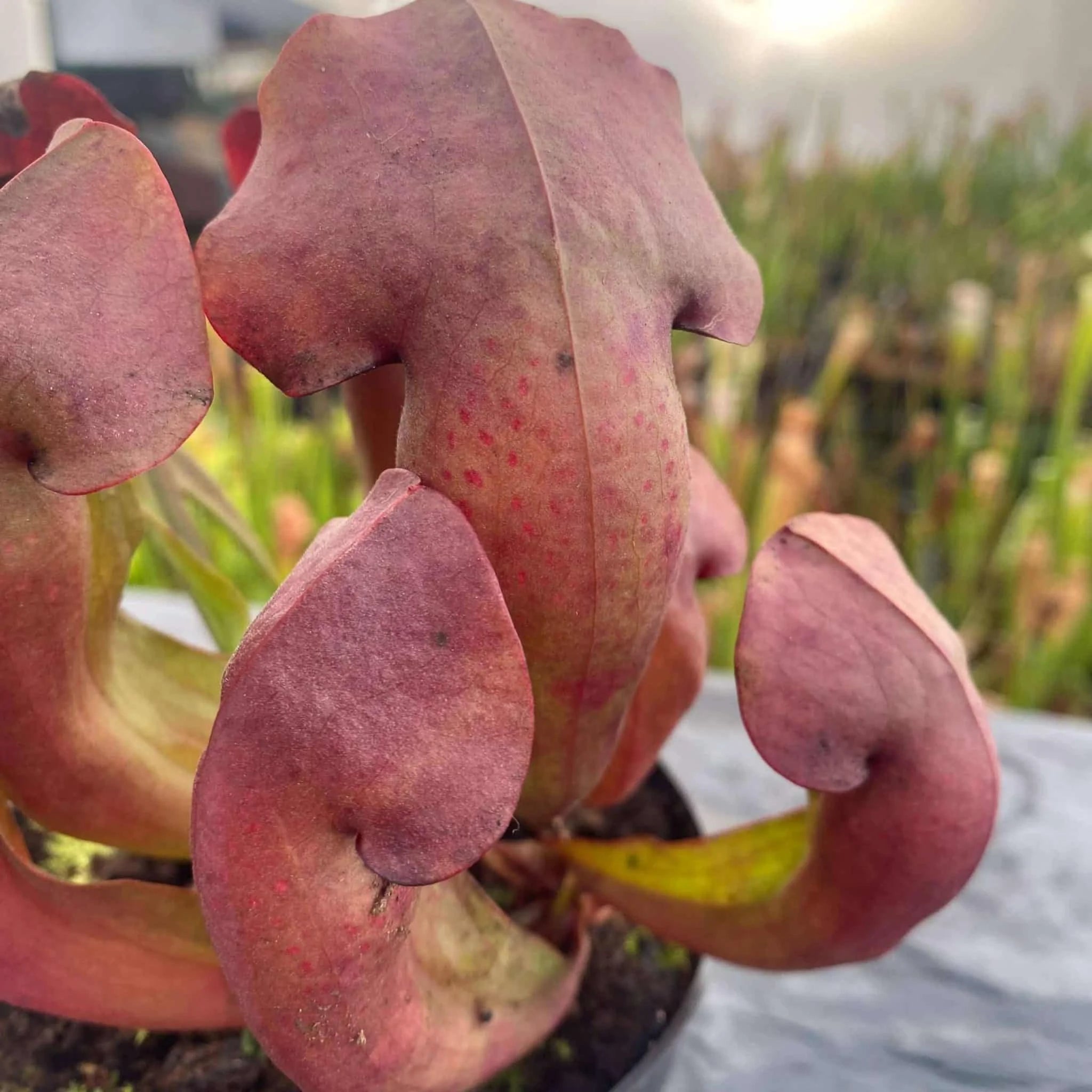 Sarracenia x swaniana Red Plants 大森食虫植物農園