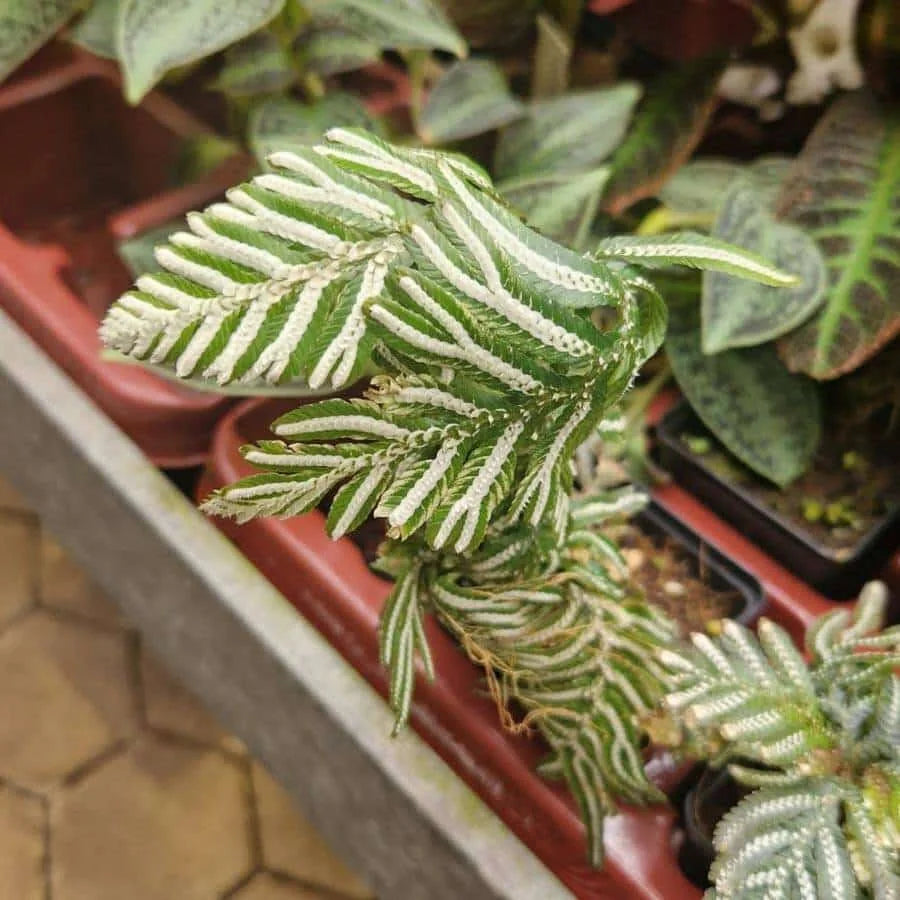 Selaginella magnifica 大森食虫植物農園