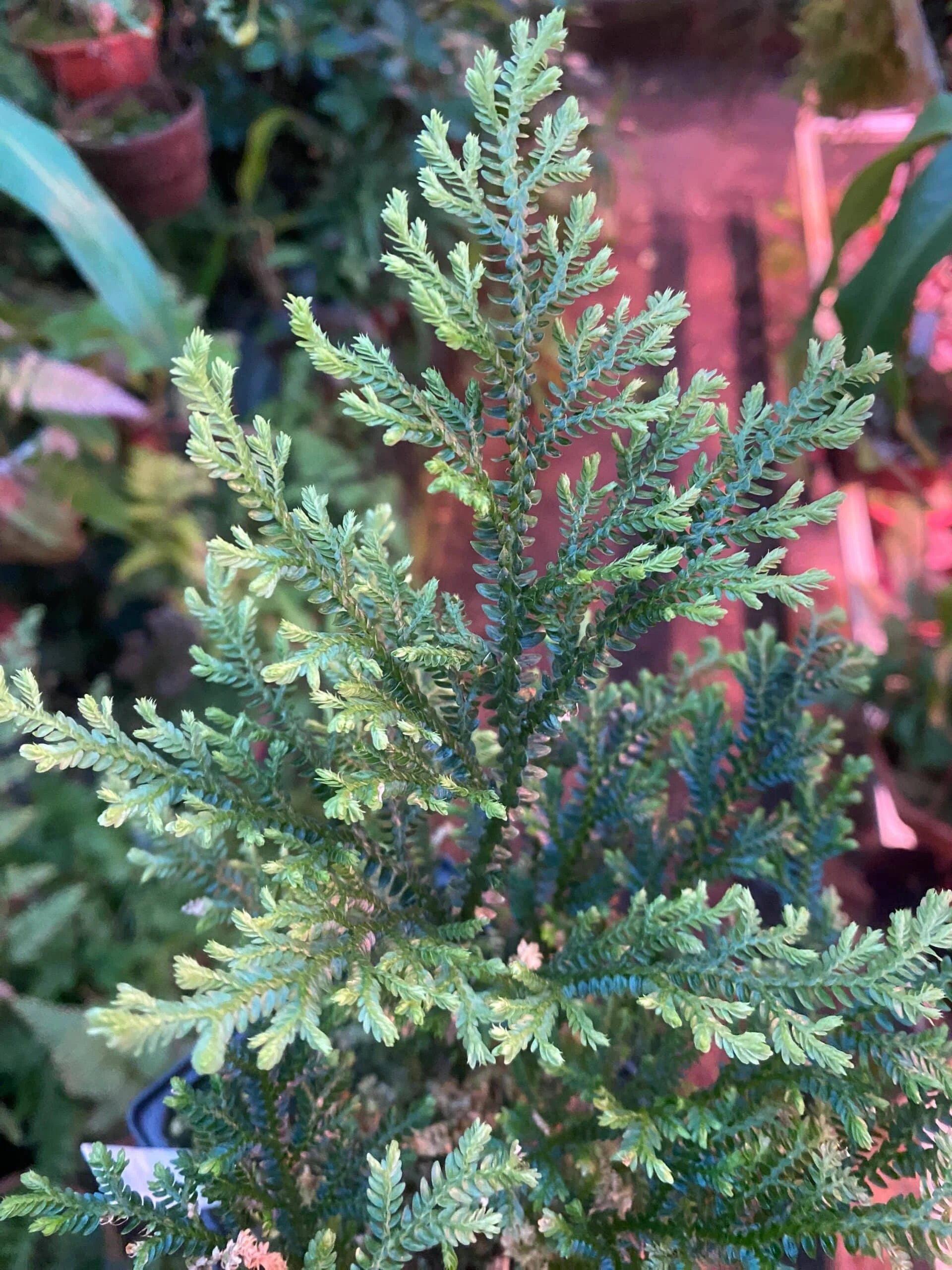 Selaginella spec. Mulu, Borneo 大森食虫植物農園