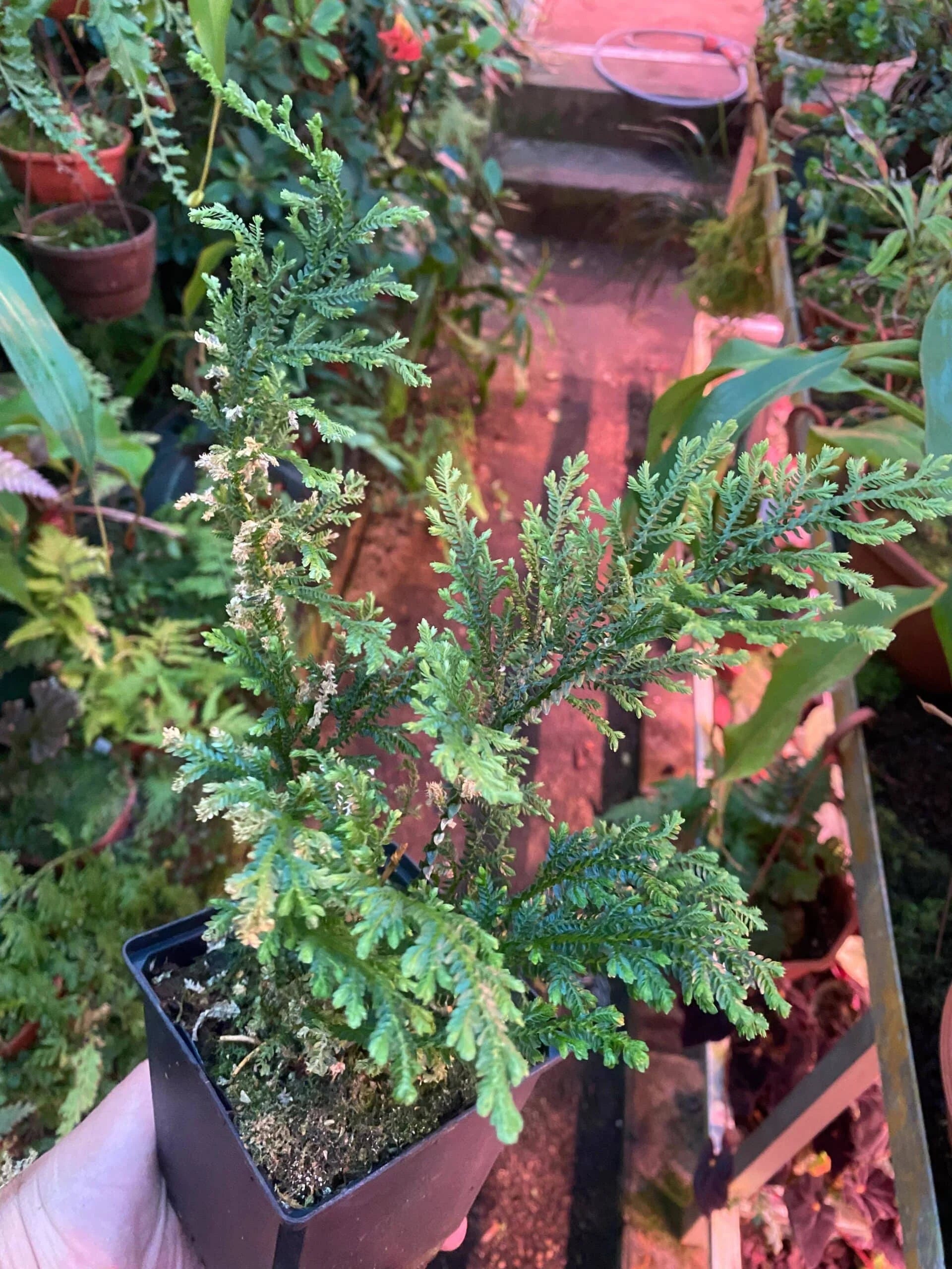 Selaginella spec. Mulu, Borneo 大森食虫植物農園