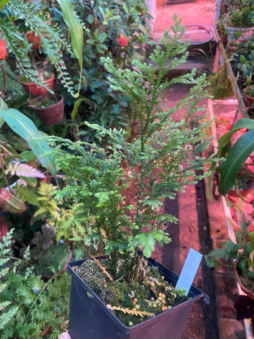 Selaginella spec. Mulu, Borneo 大森食虫植物農園