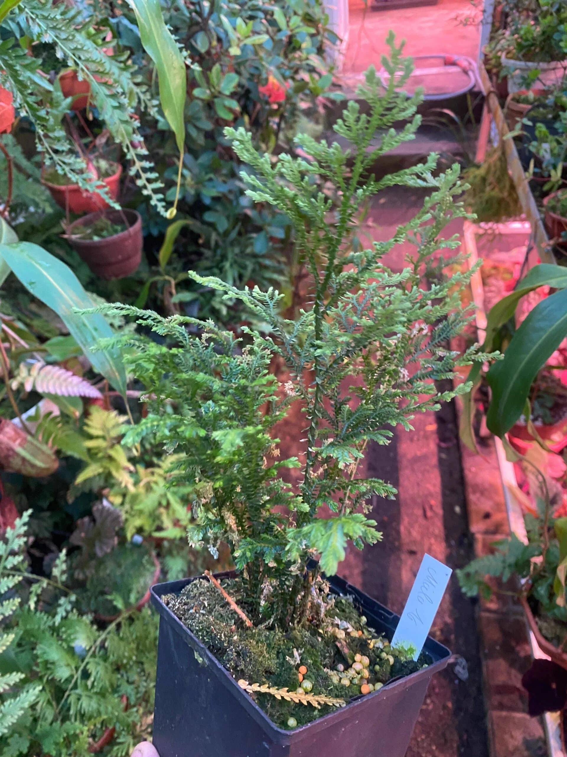 Selaginella spec. Mulu, Borneo 大森食虫植物農園