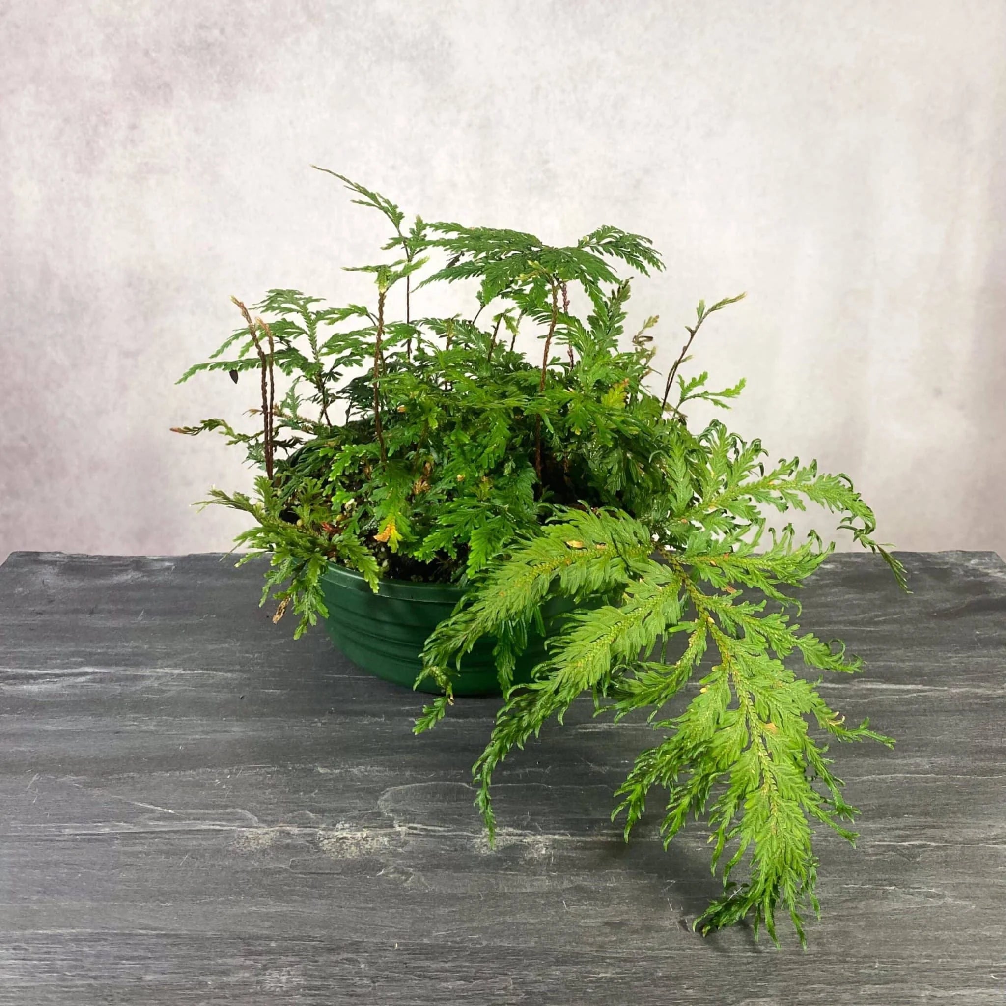 Selaginella spec. Seychelles, Mount Trois Freres 大森食虫植物農園