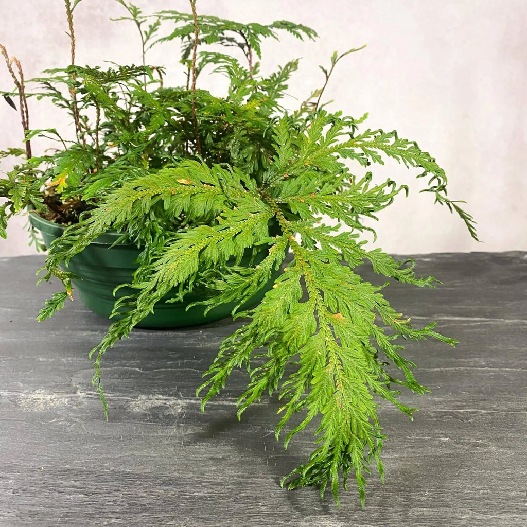 Selaginella spec. Seychelles, Mount Trois Freres 大森食虫植物農園