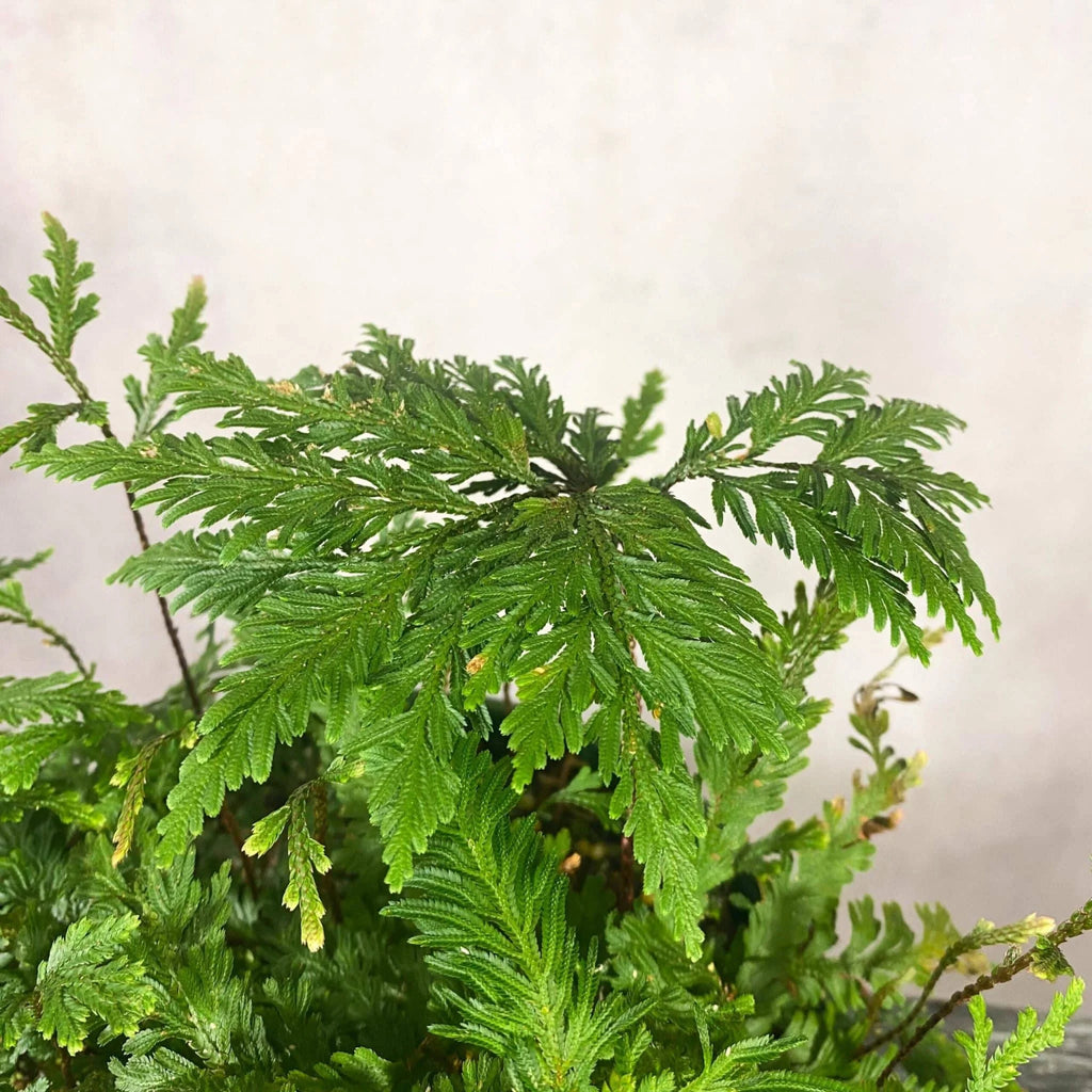 Selaginella spec. Seychelles, Mount Trois Freres 大森食虫植物農園