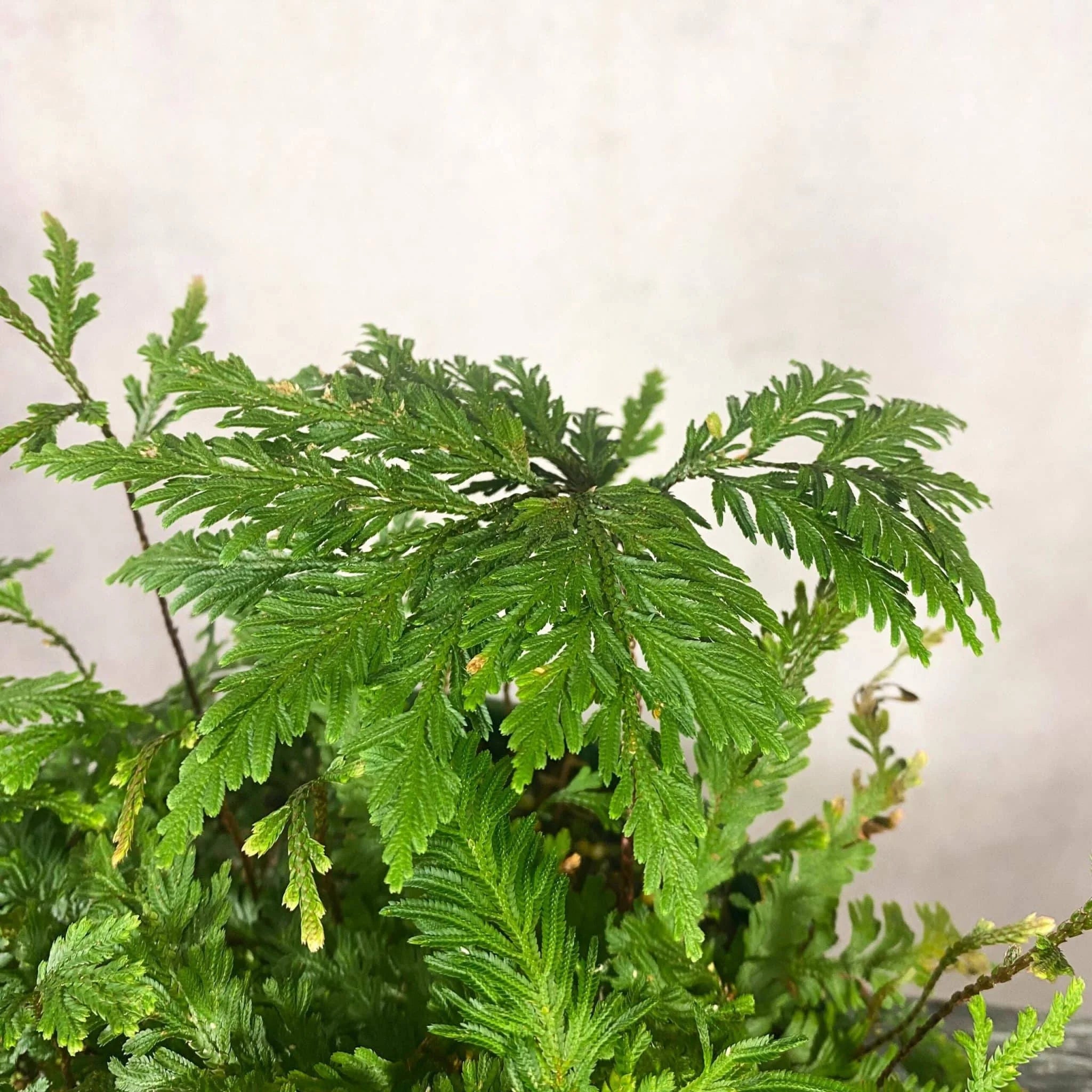 Selaginella spec. Seychelles, Mount Trois Freres 大森食虫植物農園