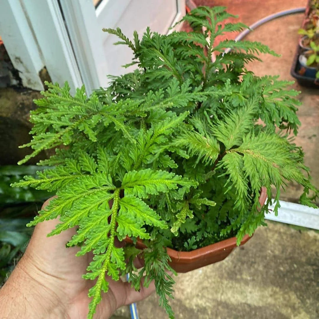 Selaginella spec. Seychelles, Mount Trois Freres 大森食虫植物農園