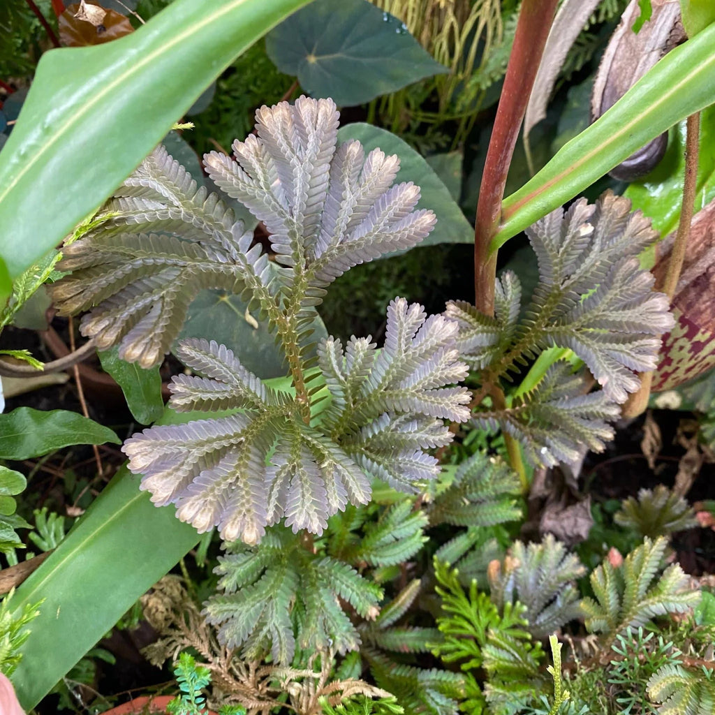 Selaginella spec. „Big red leaves“ 大森食虫植物農園