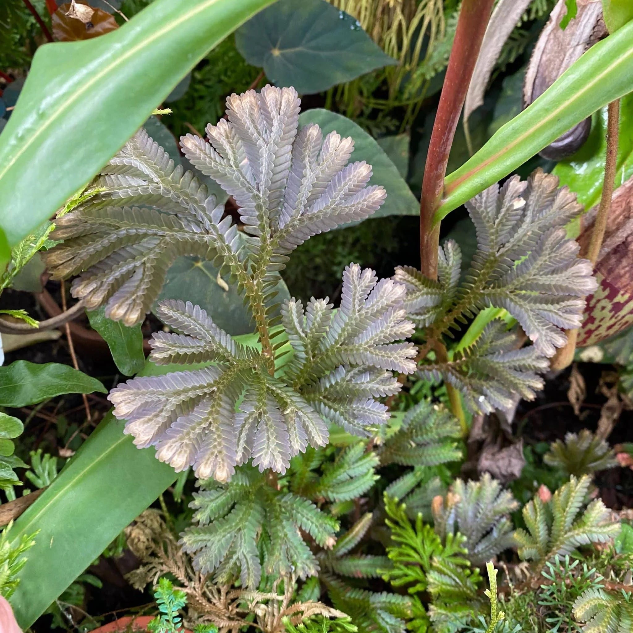 Selaginella spec. „Big red leaves“ 大森食虫植物農園