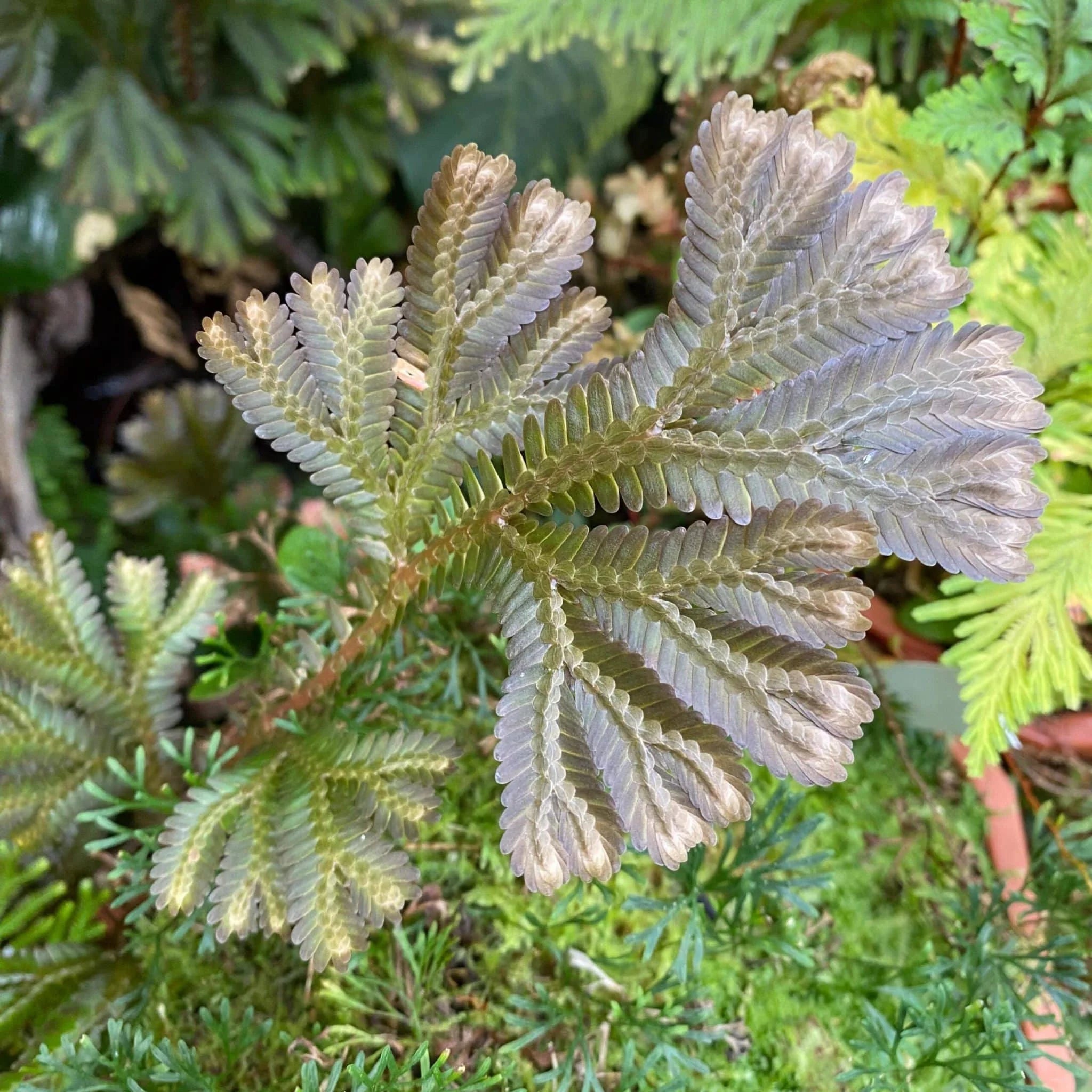 Selaginella spec. „Big red leaves“ 大森食虫植物農園