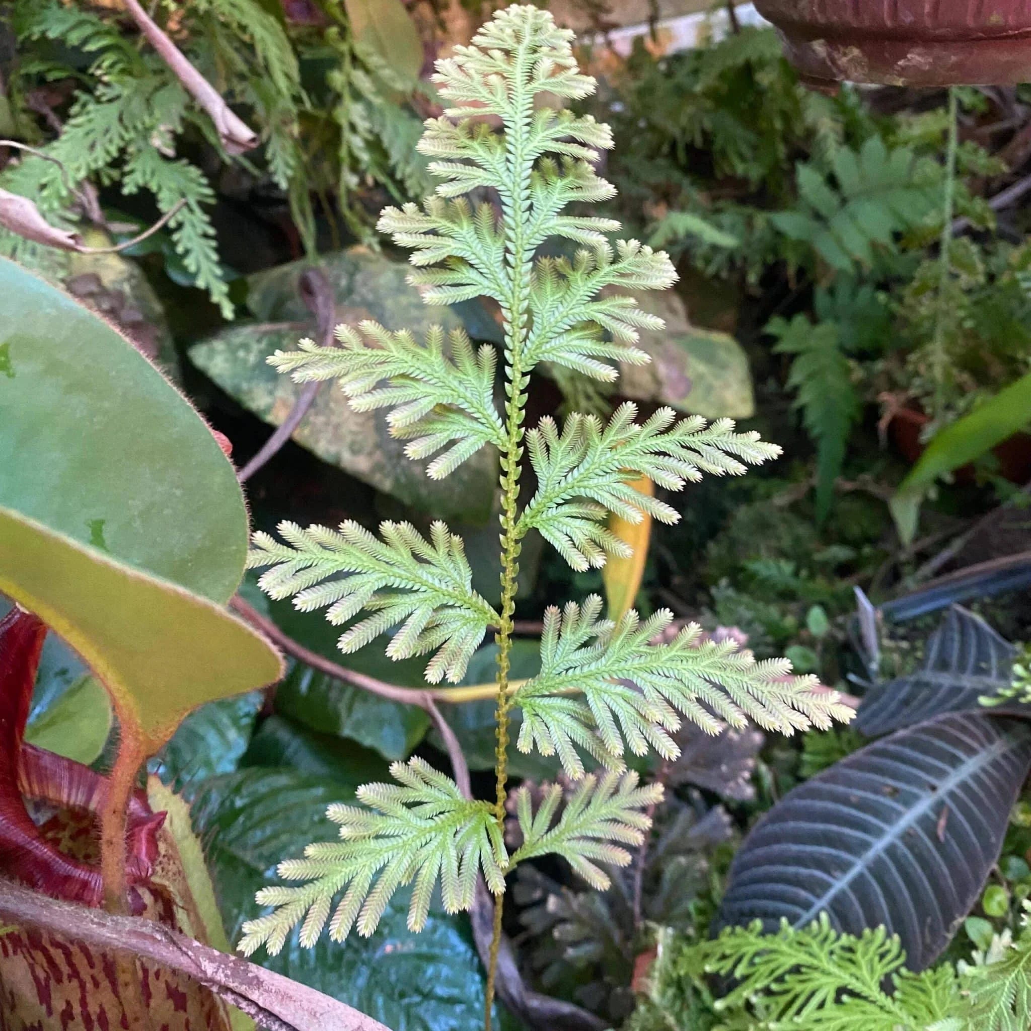 Selaginella spec. (willdenowii), Mount Kinabalu 大森食虫植物農園