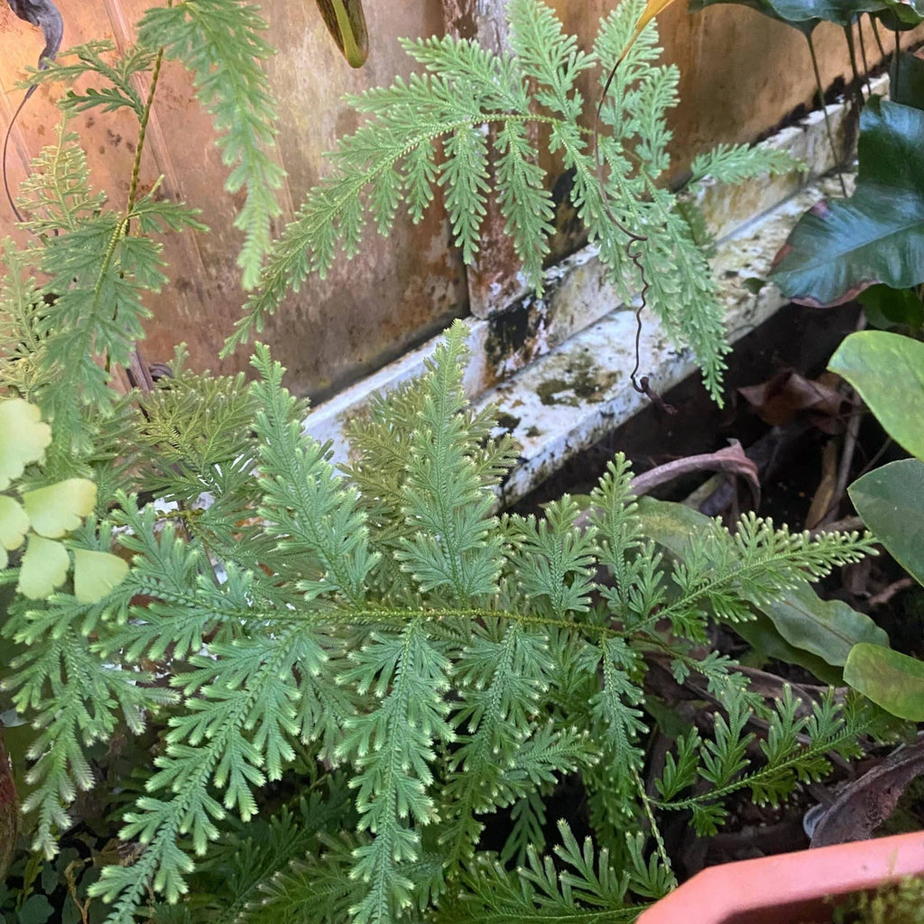 Selaginella spec. (willdenowii), Mount Kinabalu 大森食虫植物農園