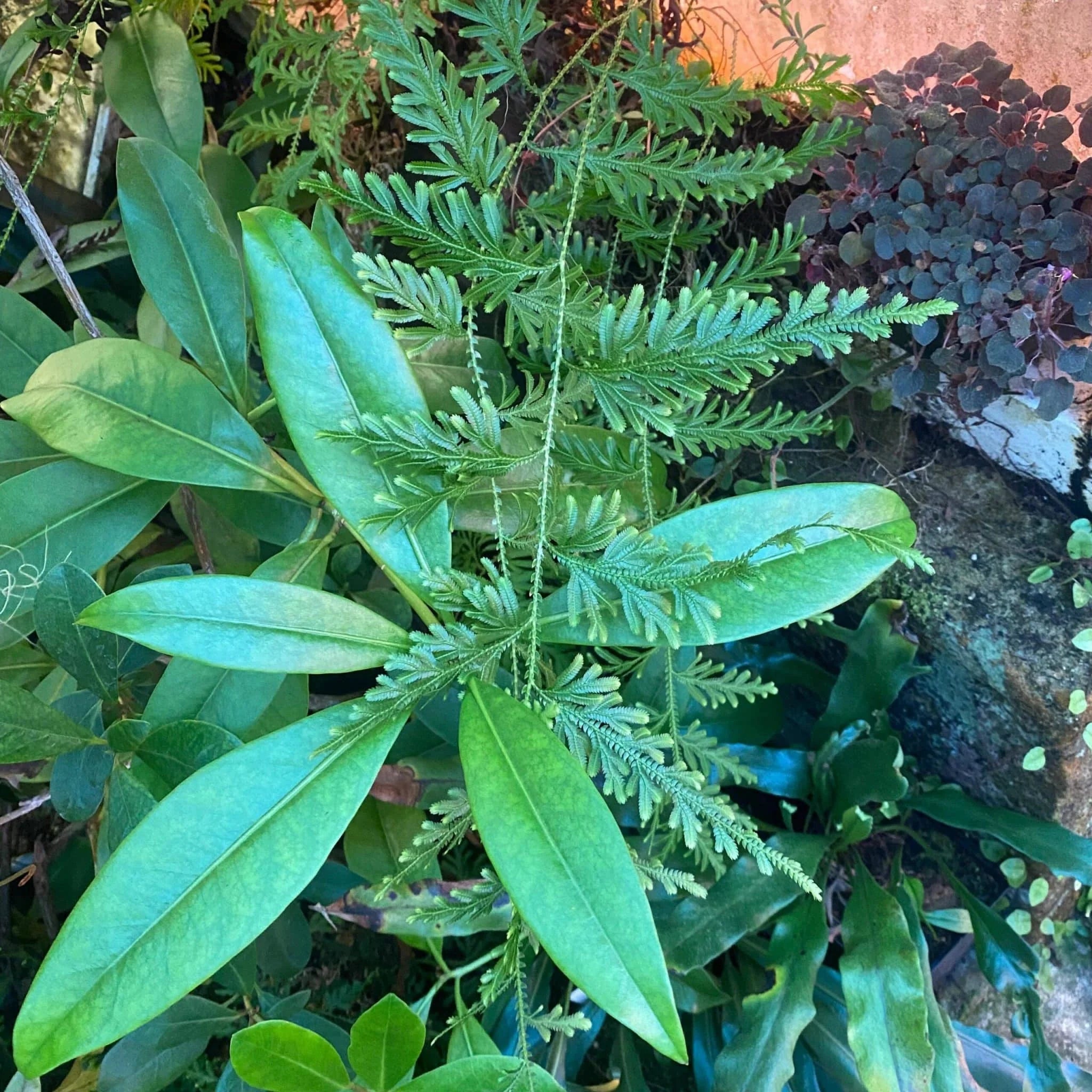 Selaginella spec. (willdenowii), Mount Kinabalu 大森食虫植物農園
