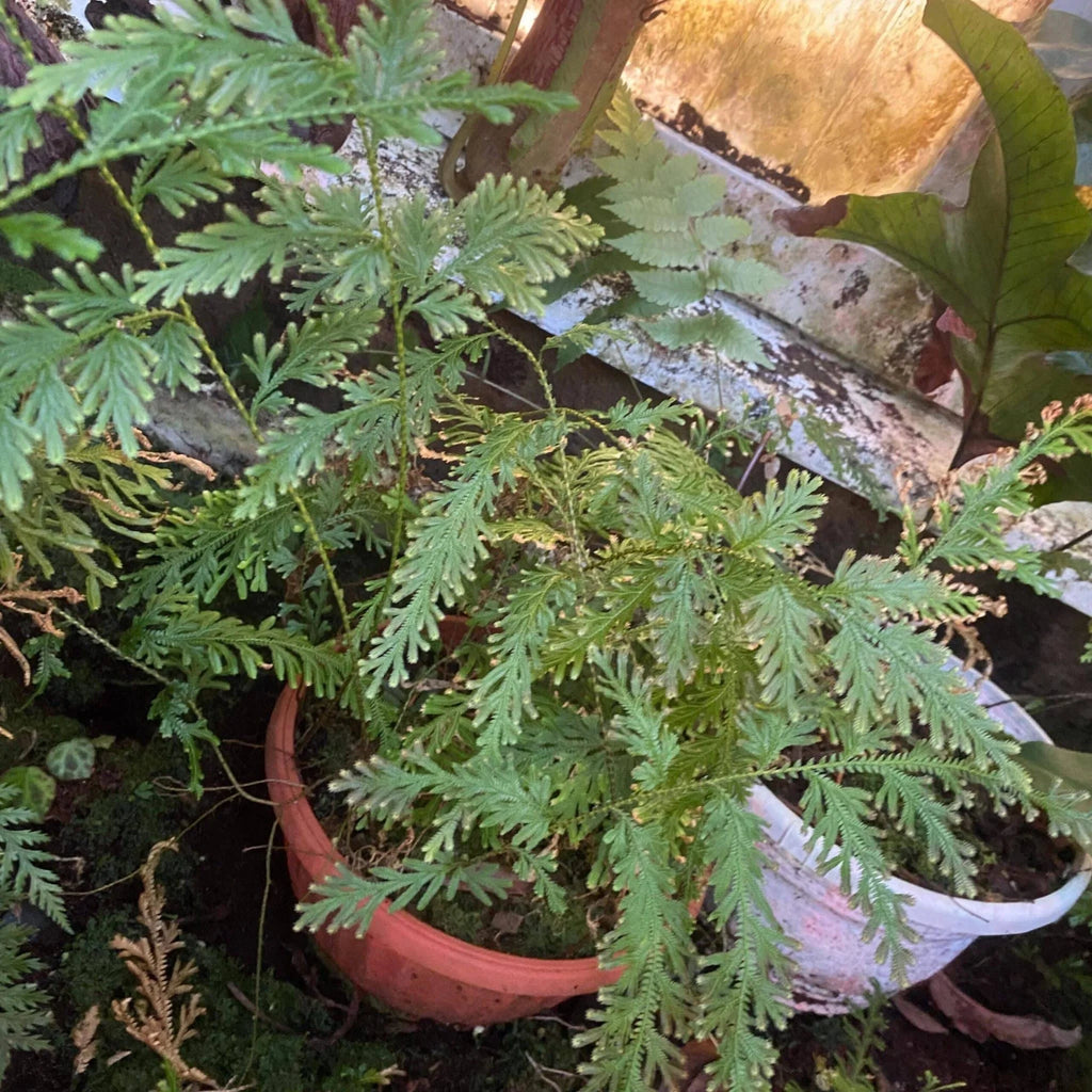 Selaginella spec. (willdenowii), Mount Kinabalu 大森食虫植物農園