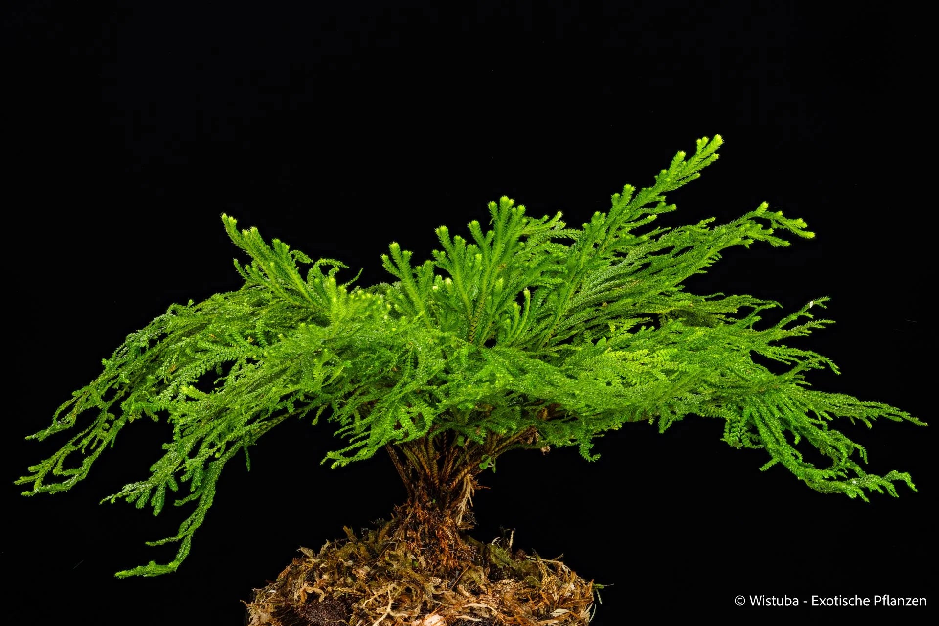 Selaginella tamariscina 大森食虫植物農園