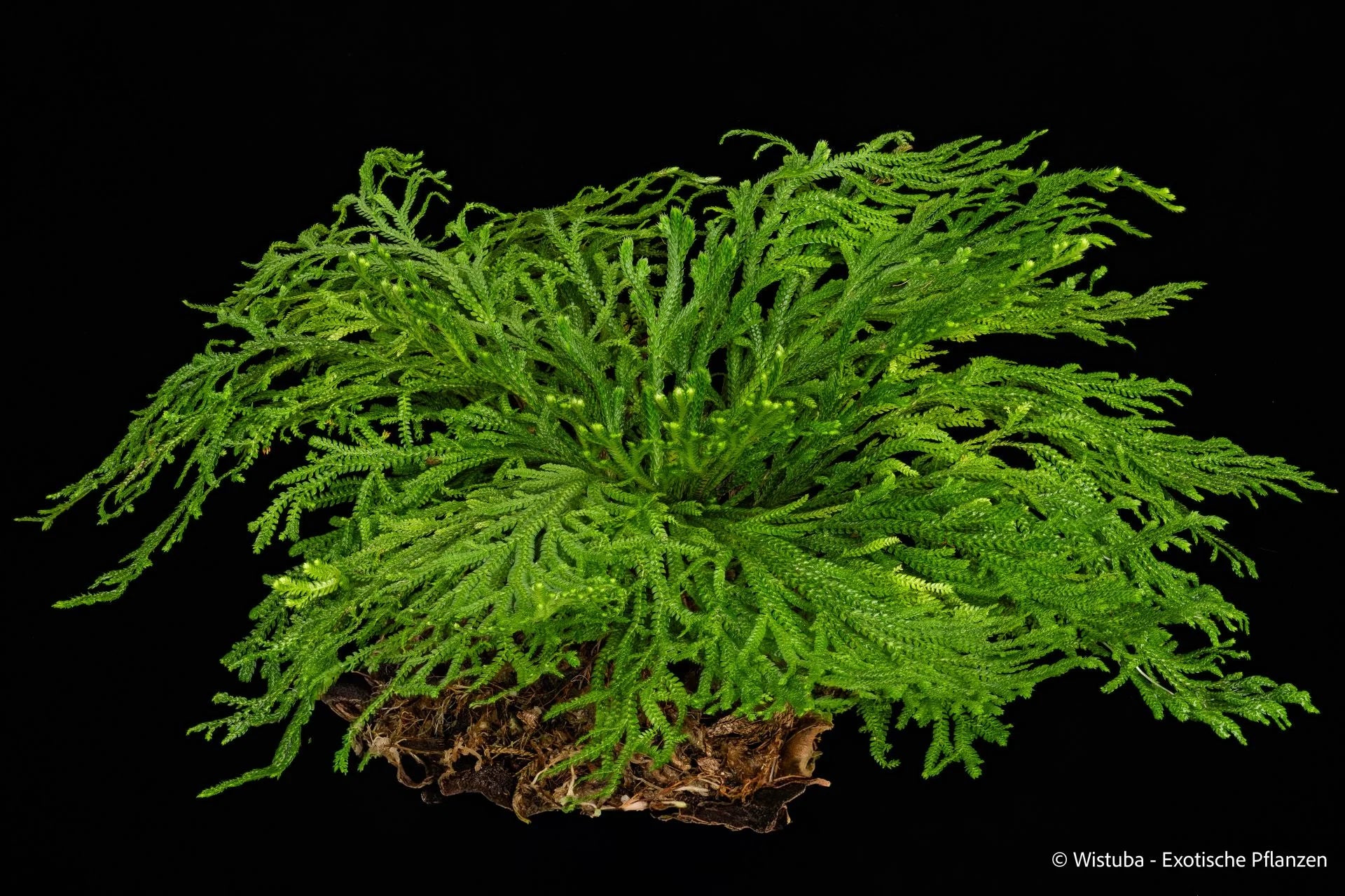 Selaginella tamariscina 大森食虫植物農園