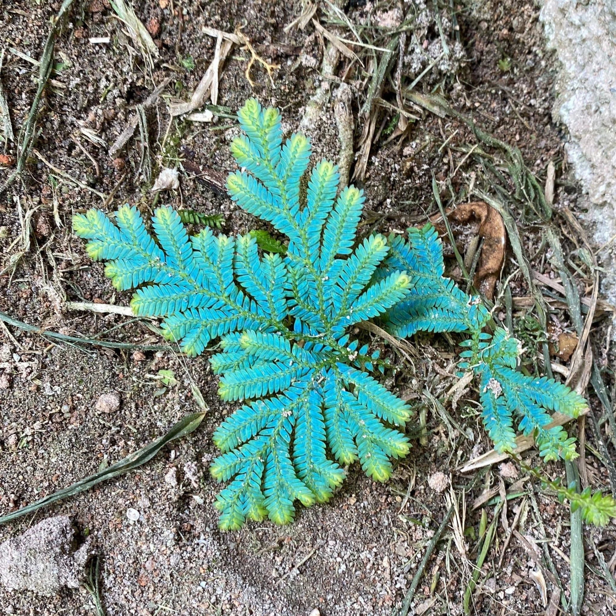 Selaginella uncinata, Mah� Seychellen 大森食虫植物農園