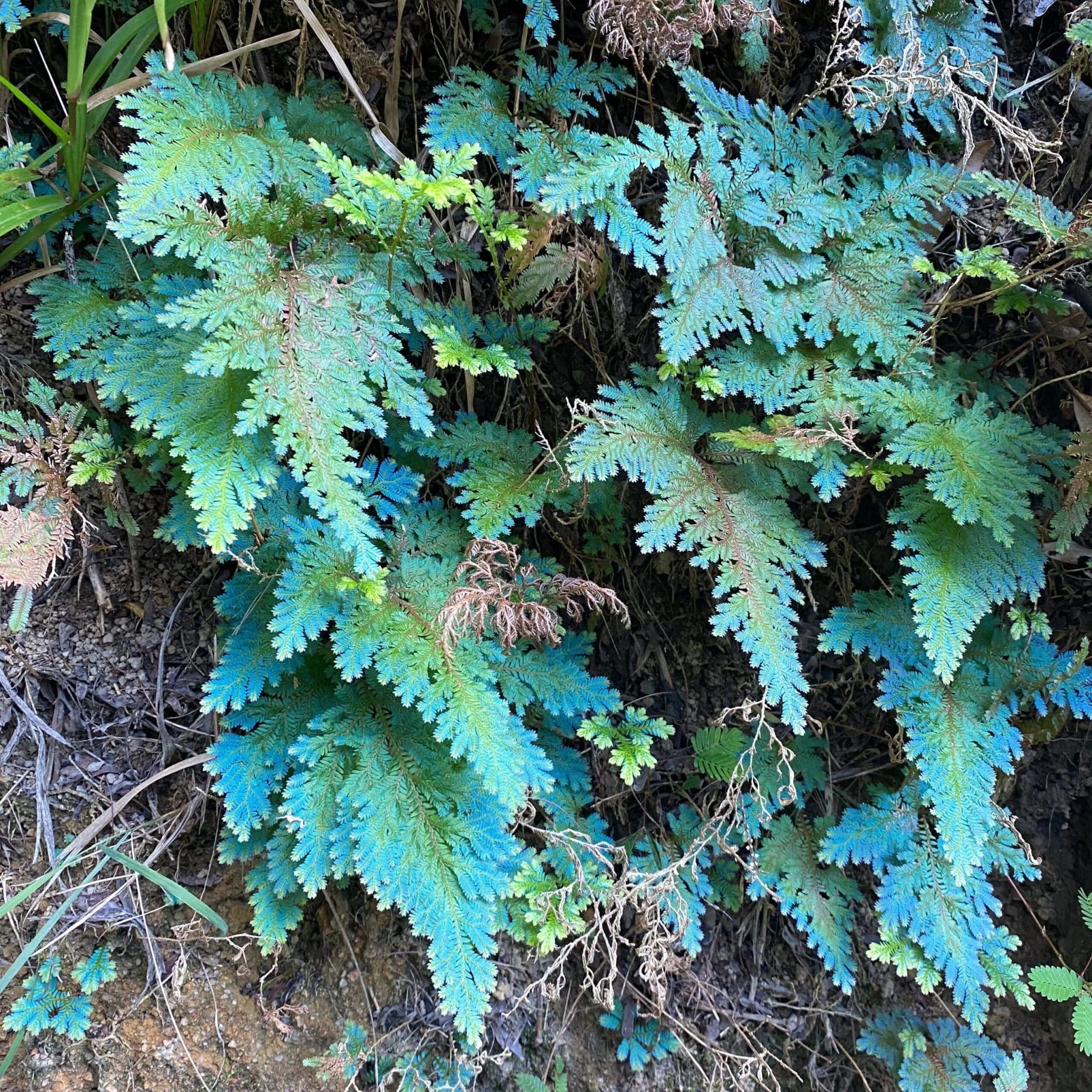 Selaginella wildenowii 大森食虫植物農園