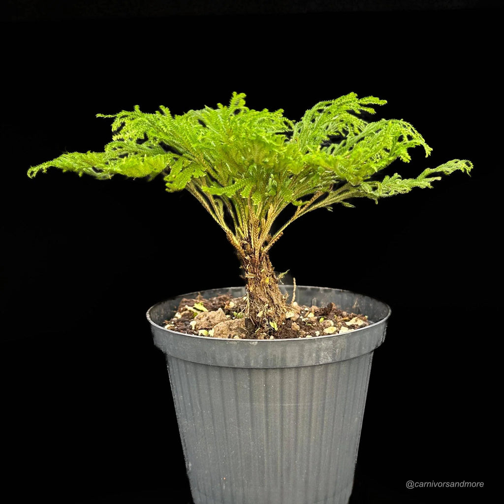 Sellaginella tamariscina 大森食虫植物農園