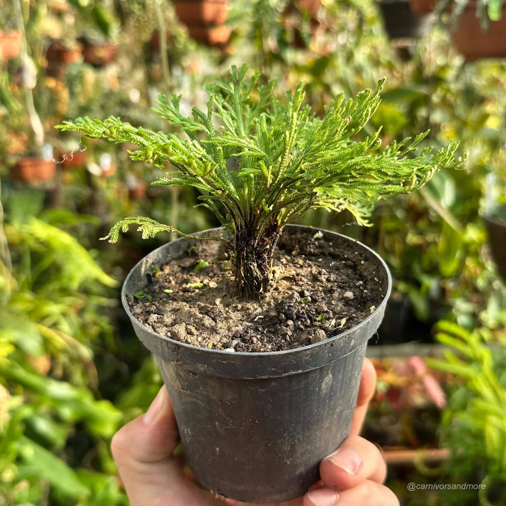 Sellaginella tamariscina 大森食虫植物農園