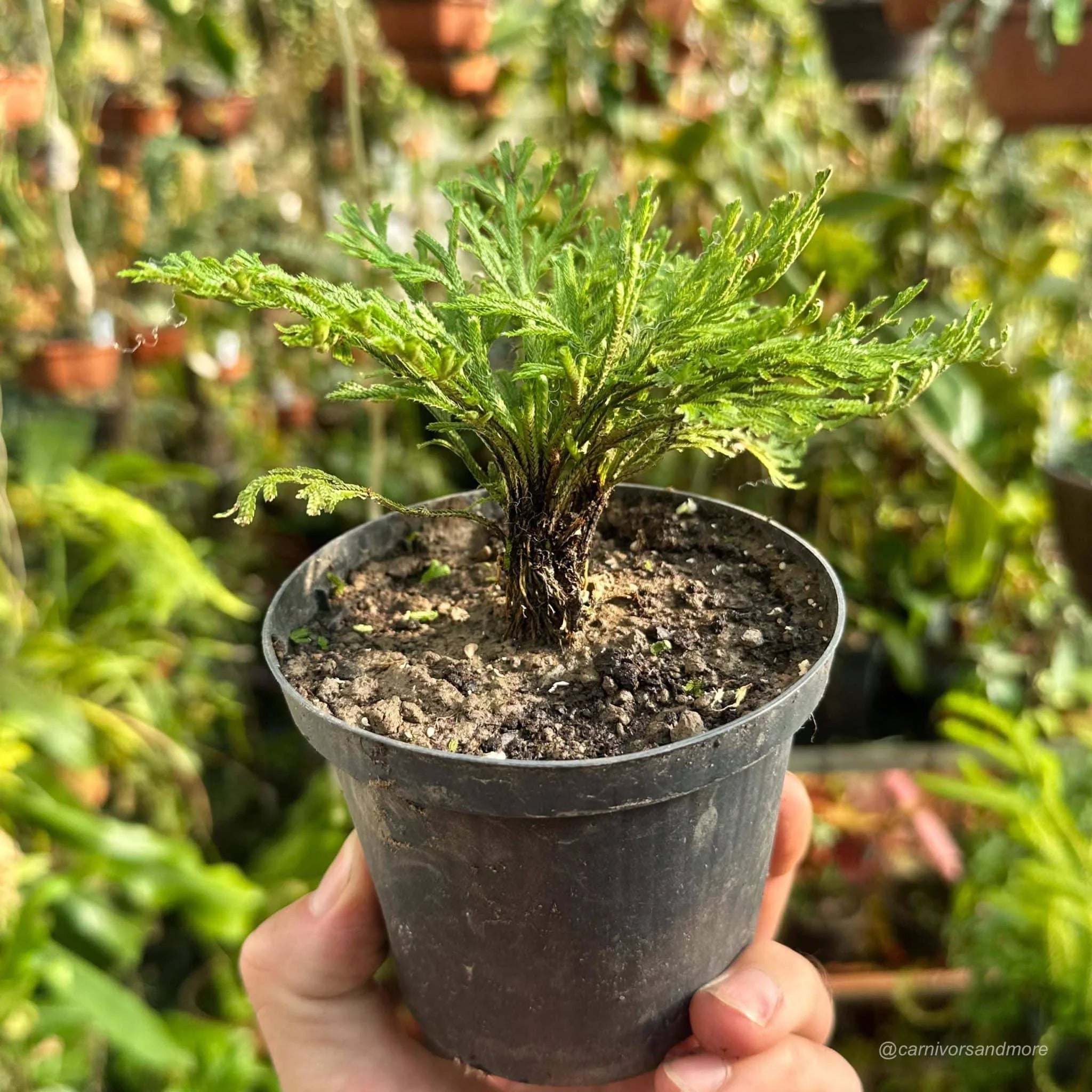 Sellaginella tamariscina 大森食虫植物農園