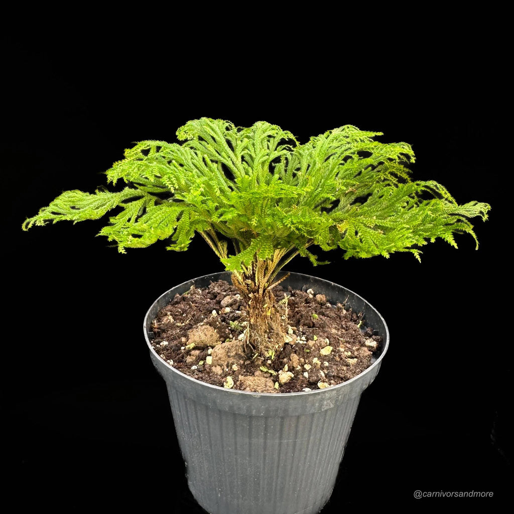 Sellaginella tamariscina 大森食虫植物農園