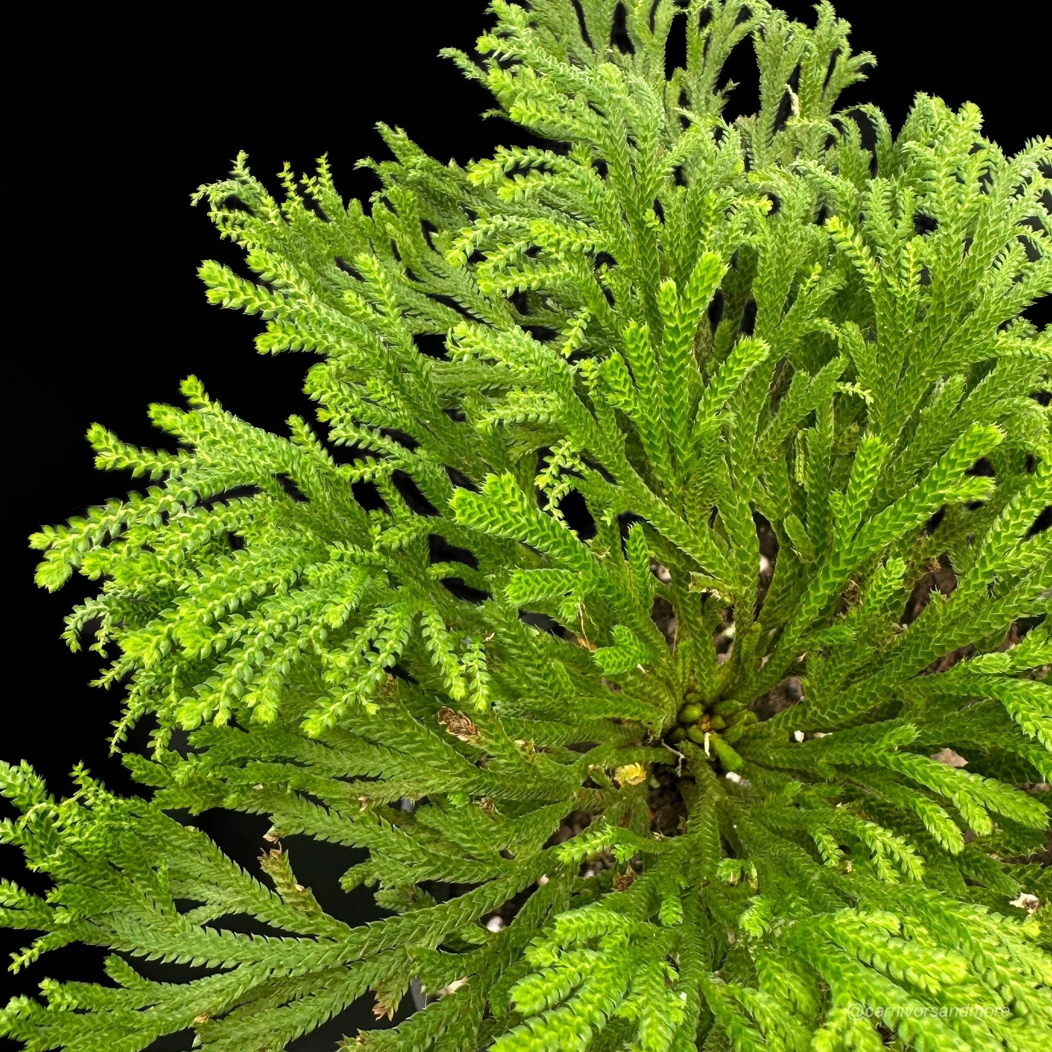 Sellaginella tamariscina 大森食虫植物農園