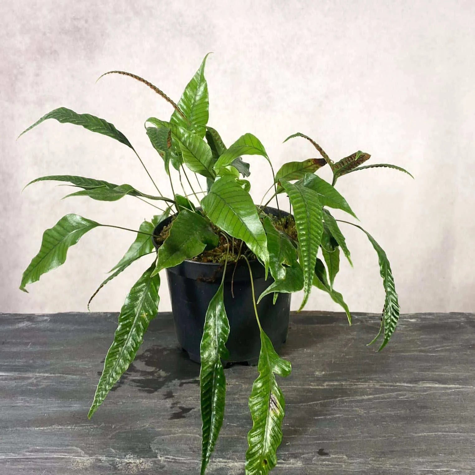 Selliguea feei (Syn. Polypodium vulcanum) 大森食虫植物農園